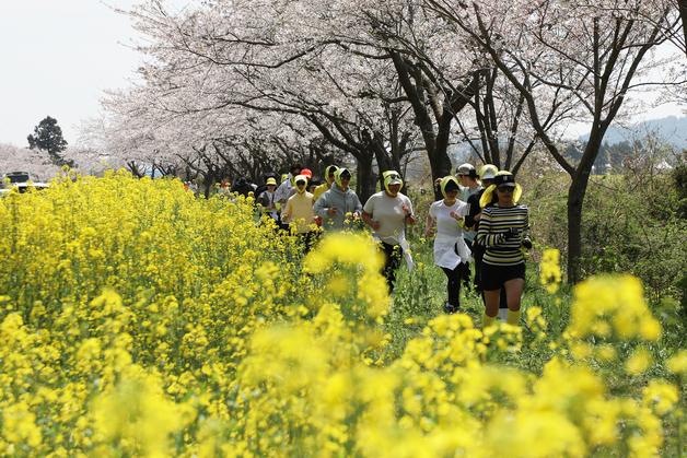 "벚꽃·유채꽃길서 걷고 뛰고 맛보고"…섬 전체가 축제로 들썩