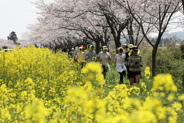 "벚꽃·유채꽃길서 걷고 뛰고 맛보고"…섬 전체가 축제로 들썩