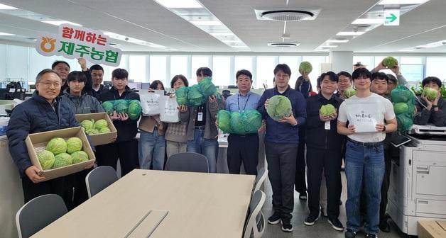 제주산 양배추 도매가 3700원까지 추락…전년比 64%↓