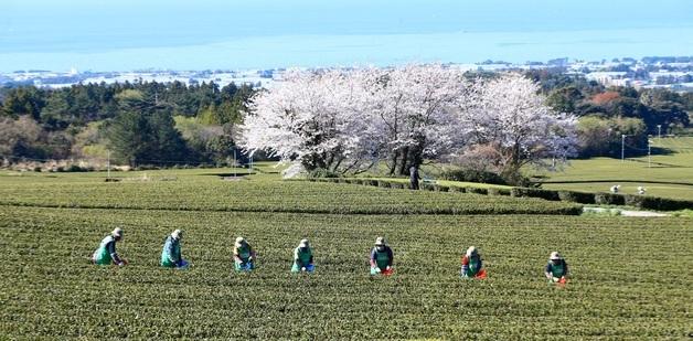 남은 봄꽃 다 지겠네…중국발 비구름에 최대 250㎜·수도권 50㎜ 봄비