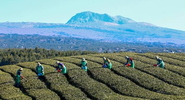 [오늘의 날씨] 제주(11일, 토)…낮 최고 18~20도