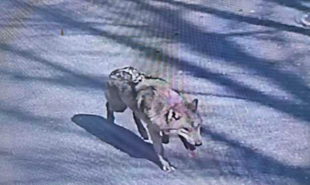 오월드 탈출한 늑대 도심서 목격