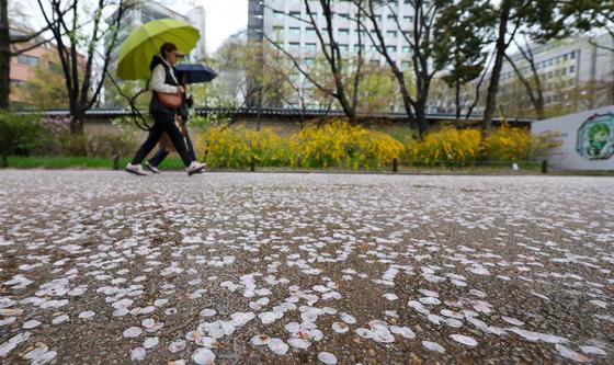 전국에 봄비 '벚꽃엔딩'