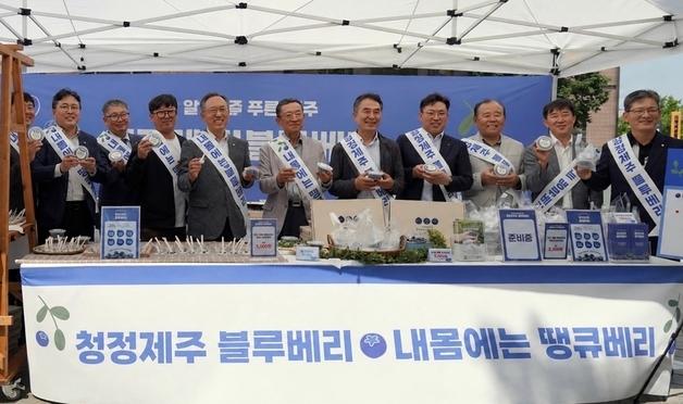 "내몸에는 땡큐베리"…제주산 블루베리 본격 출하