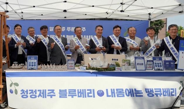 "내몸에는 땡큐베리"…제주산 블루베리 본격 출하