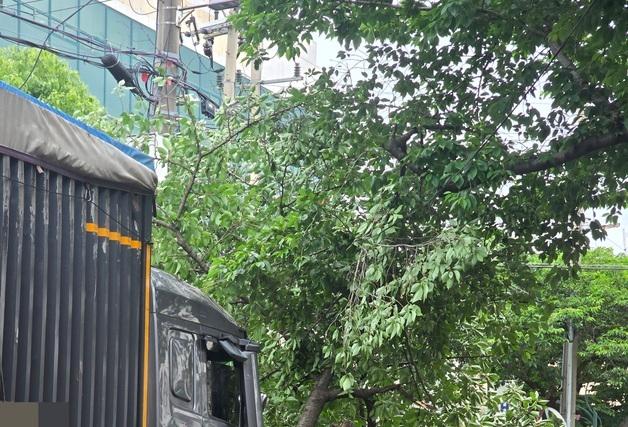 '벚꽃 명소' 제주 전농로 70년 왕벚나무, 트럭 사고로 부러져