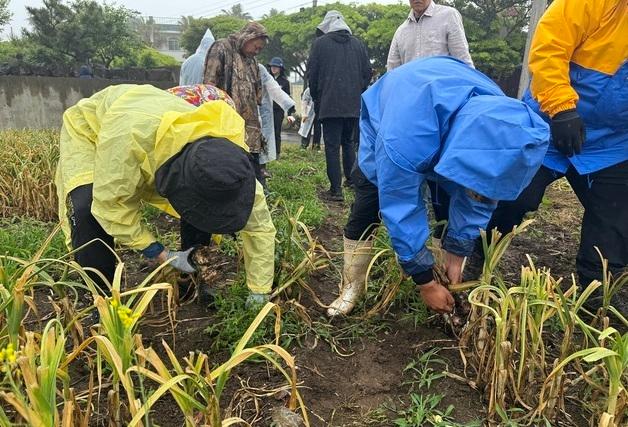 매년 대대적인 제주 마늘농가 일손 돕기…기계화 재배, 대안으로 주목