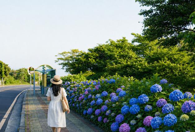 푸른 수국길부터 노을 러닝까지…'여름 제주' 즐기는 7가지 방법