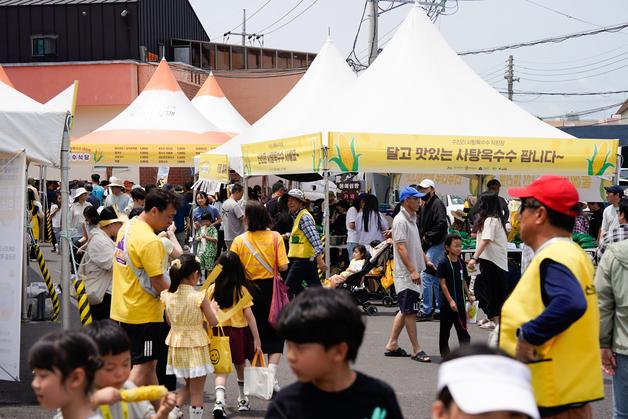 제주 수산리 사탕옥수수 대잔치에 7000여 명 몰렸다