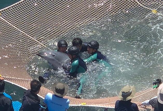 핫핑크돌핀스 "안목이 구조 불가피…제주 아닌 울산 방류 검토해야"
