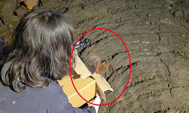 멸종위기종 붉은박쥐도 '헉헉'…탈진 치료 후 만장굴에 방생
