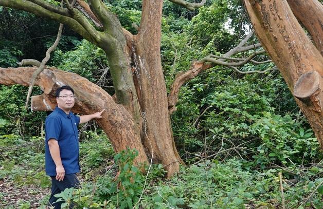 처참히 껍질 벗겨졌던 후박나무, 새살 돋게 한 '나무의사'