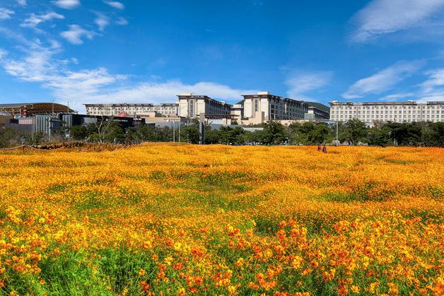 제주신화월드 신화가든 황금빛 물결…황화 코스모스 일찍 개화