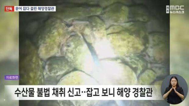 금지구역서 문어 잡은 사람 '현직 해경'이었다…신고받은 해경이 체포