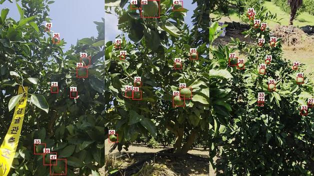 제주 감귤 생산량 예측 AI 나왔다…영상 찍으면 수량·크기까지 '척척'