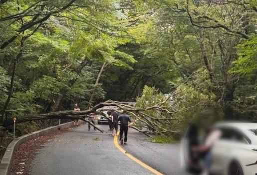 제주 호우·강풍…도로 침수되고 나무 쓰러져