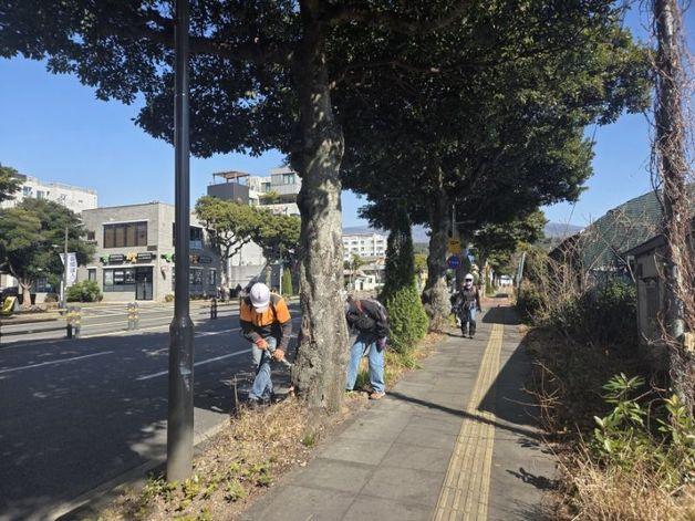 서귀포시, QR코드 기반 가로수실명제 도입…산림청 공모 대상
