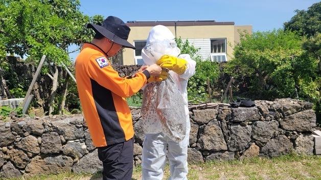 제주소방 "8월 벌 쏘임 사고 주의"…5년간 인명피해 292명