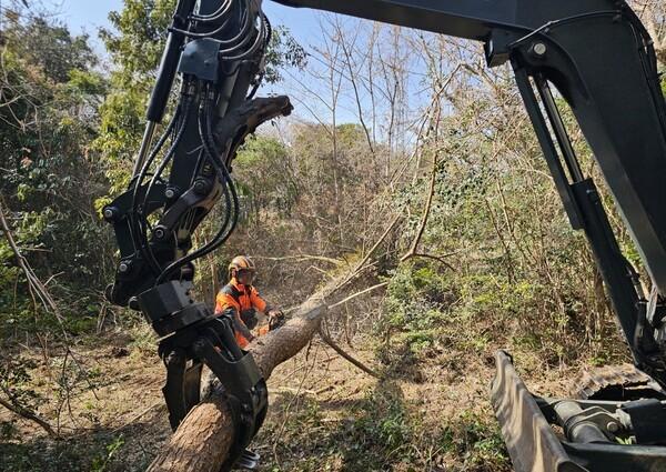 "베어내도 늘어나"…제주, 소나무 고사목 제거에 매년 100억 쓴다