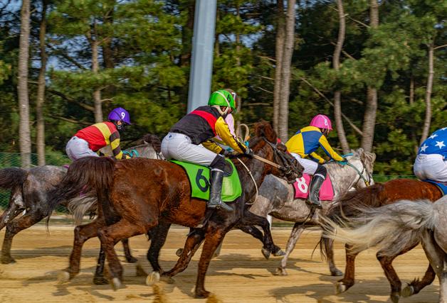 마사회, 온라인 전용 목요경마……10·17일 제주경주 진행