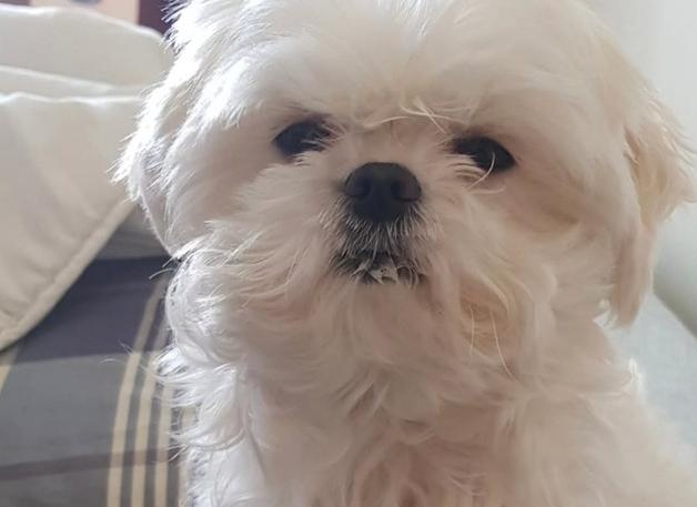 '나혼산' 꽃분이, 무지개다리 건넜다…구성환 "미안하고 사랑해"