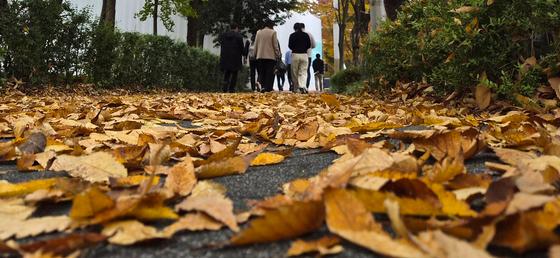 낙엽 이불 덮은 도로