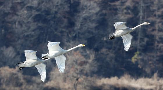 큰고니의 힘찬 날갯짓